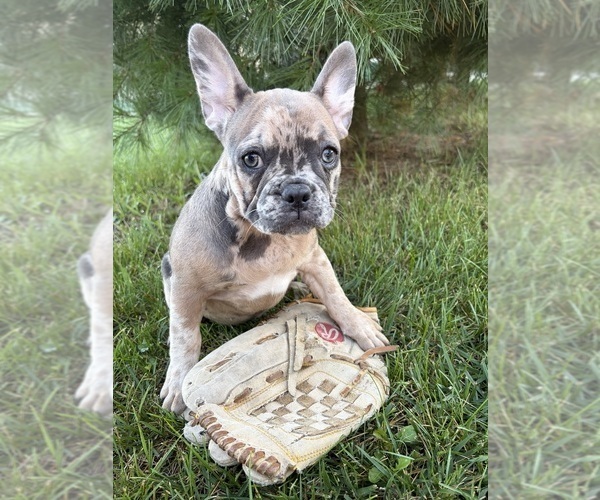 Medium Photo #4 French Bulldog Puppy For Sale in MIDDLEBURY, IN, USA