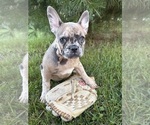 Small #3 French Bulldog