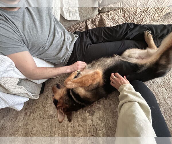 Medium Photo #20 German Shepherd Dog-Unknown Mix Puppy For Sale in Oakhurst, NJ, USA