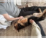 Small #19 German Shepherd Dog Mix