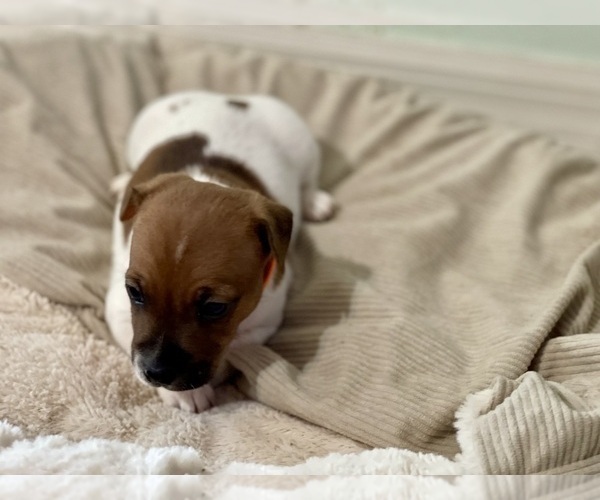 Medium Photo #5 Jack Russell Terrier Puppy For Sale in FORT PIERCE, FL, USA