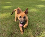 Small Photo #2 Labrador Retriever-Unknown Mix Puppy For Sale in Holly Springs, NC, USA