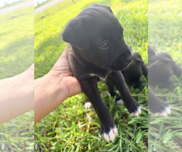 Medium Photo #3 Labrador Retriever-Unknown Mix Puppy For Sale in Holly Springs, NC, USA