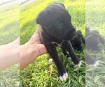 Small #2 Labrador Retriever Mix