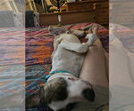 Small #7 Great Dane