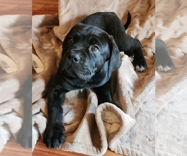 Medium Photo #2 Mastiff Puppy For Sale in MERCED, CA, USA