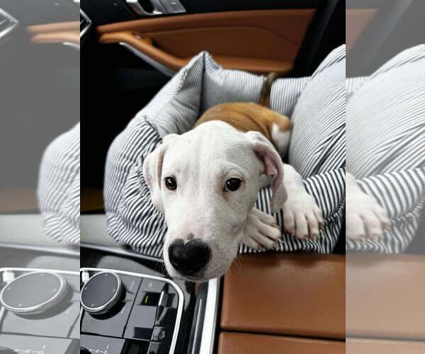 Medium Photo #5 American Pit Bull Terrier-Unknown Mix Puppy For Sale in pomfret, CT, USA