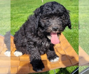 Bernedoodle (Miniature) Puppy for Sale in ORRVILLE, Ohio USA