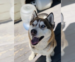 Father of the Siberian Husky puppies born on 08/30/2020