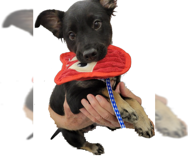 Medium Photo #4 Schipperke-Unknown Mix Puppy For Sale in Conroe, TX, USA