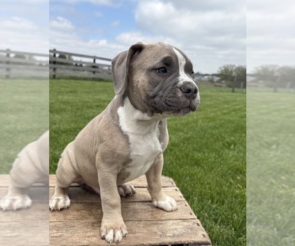 Medium Photo #4 American Bulldog Puppy For Sale in MIDDLEBURY, IN, USA
