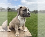Small #3 American Bulldog