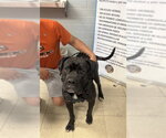 Small Labrador Retriever