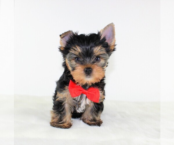 Medium Photo #3 Yorkshire Terrier Puppy For Sale in VANCOUVER, WA, USA