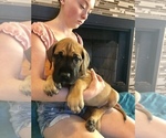 Small Photo #4 Great Dane Puppy For Sale in NEDERLAND, TX, USA