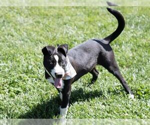 American Pit Bull Terrier-Australian Shepherd Mix Dogs for adoption in Placerville, CA, USA