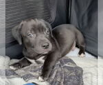 Small #6 Labrador Retriever Mix