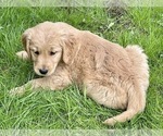 Small Photo #16 Golden Retriever Puppy For Sale in WOODSTOCK, CT, USA