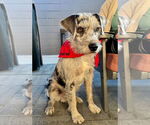 Small #2 Irish Terrier Mix