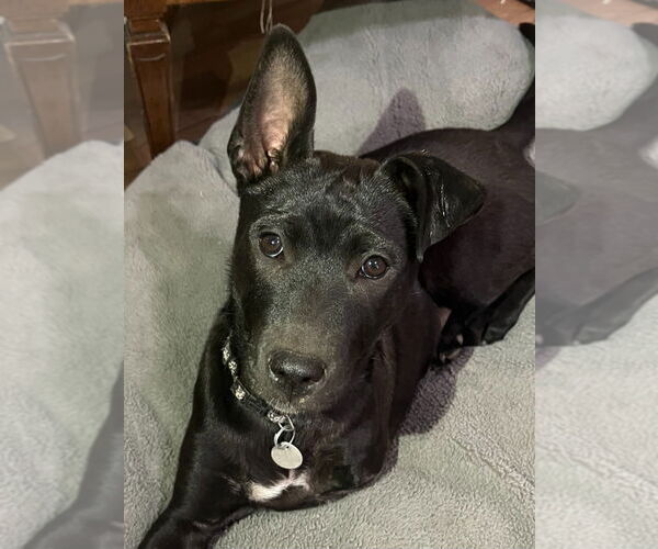 Medium Photo #3 Labrador Retriever-Unknown Mix Puppy For Sale in Salt Lake City, UT, USA