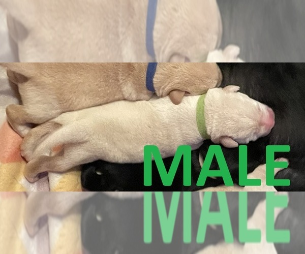 Medium Photo #5 Labrador Retriever Puppy For Sale in OLEAN, NY, USA