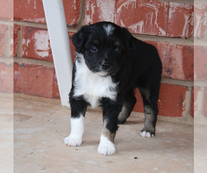 Miniature Australian Shepherd Puppy for sale in LAWTON, OK, USA