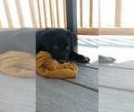 Puppy Red Labrador Retriever