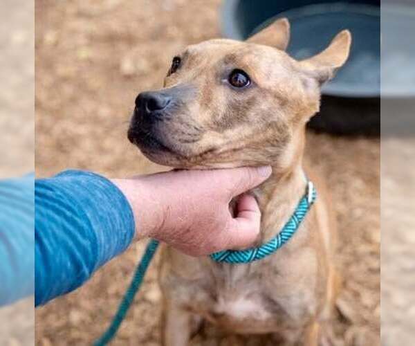 Medium Photo #7 Carolina Dog-Plott Hound Mix Puppy For Sale in Decatur, GA, USA