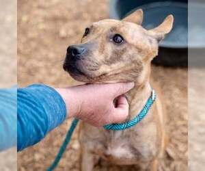Andrielle - Female Carolina Dog-Plott Hound Mix Dog for Adoption - Photo #7