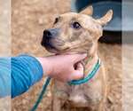 Small #6 Carolina Dog-Plott Hound Mix