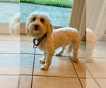 Small Havanese