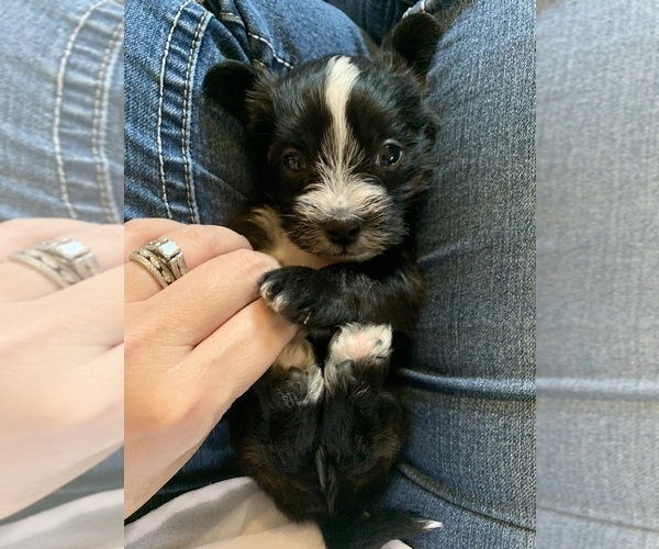 Medium Photo #2 Morkie Puppy For Sale in ATHENS, TX, USA
