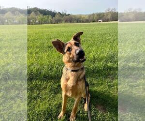 German Shepherd Dog Dogs for adoption in Mt. Airy, MD, USA
