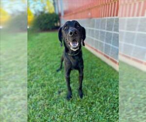 Labrador Retriever-Unknown Mix Dogs for adoption in Lacombe, LA, USA