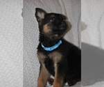 Puppy Blue German Shepherd Dog