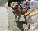 Small #1 American Pit Bull Terrier Mix