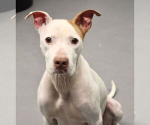 American Staffordshire Terrier-Unknown Mix Dogs for adoption in Pittsburgh, PA, USA