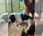 Small Photo #6 English Springer Spaniel Puppy For Sale in JEANNETTE, PA, USA