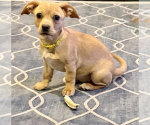Beagle-Unknown Mix Dogs for adoption in Plainfield, IL, USA