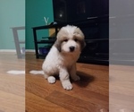 Small Photo #7 Great Pyrenees Puppy For Sale in SPRINGFIELD, MO, USA