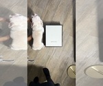 Small #5 French Bulldog