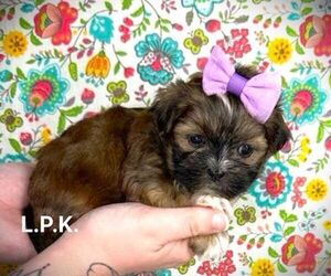 Mal-Shi Puppy for Sale in WINNSBORO, Louisiana USA