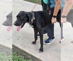Small #1 Great Dane