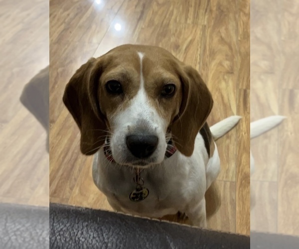 Medium Photo #1 Beagle-Maltipoo Mix Puppy For Sale in LOWELL, MI, USA