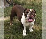 Small Photo #1 English Bulldog Puppy For Sale in CENTERTON, AR, USA