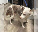 Small Photo #3 Australian Shepherd-Unknown Mix Puppy For Sale in Stanhope, NJ, USA