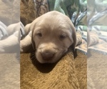 Small Photo #5 Labrador Retriever Puppy For Sale in MANSFIELD, MO, USA