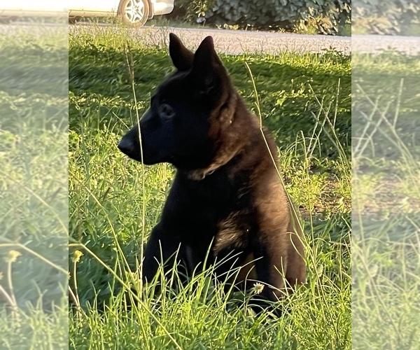 Medium Photo #2 German Shepherd Dog Puppy For Sale in WACO, TX, USA