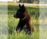 Small #1 German Shepherd Dog