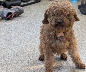 Father of the Poodle (Miniature) puppies born on 01/10/2025